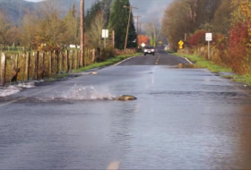Video captures salmon swimming across a road in Washington