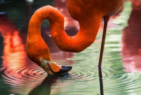 Scientists balanced a dead flamingo on one leg to unlock the bird's standing secret