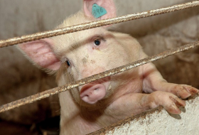 Scientists Claim They've Kept Pig Brains Alive Without Their Bodies