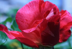 Genetic secrets of the rose revealed