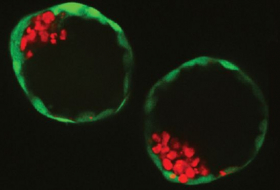 Scientists build 'synthetic embryos'