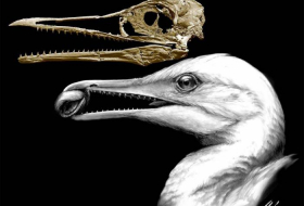 First birds had beaks with teeth, prehistoric fossils show