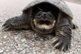 Mercury pollution causing more snapping turtles to be born male