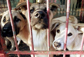 Killing dogs for meat ruled illegal by South Korean court