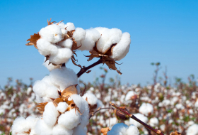 Cotton processing and cotton oil production plants to open in Azerbaijan