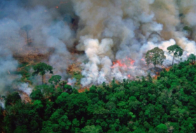   Why is the Amazon rainforest on fire?-  iWONDER    