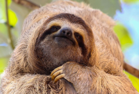   Why do sloths move so slowly? -   iWONDER    