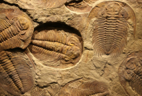   Why are fossils more often male?-  iWONDER        