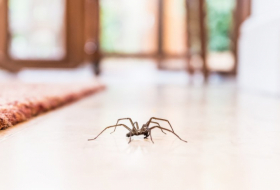 Why you really shouldn’t kill spiders in your home? - iWonder