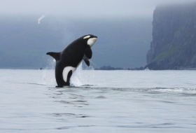   Why killer whales—and humans—evolved menopause-   iWONDER    
