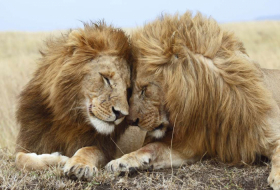  Same-sex sexual behavior in animals: Do we have it all wrong? 