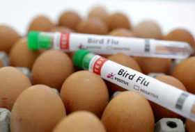 Gabon records first case of bird flu since 2022