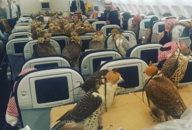 Saudi prince buys plane tickets for his 80 hawks