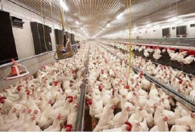 Iran bans imports of chicken and eggs from EU