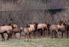 Herd of 41 elk die in east Oregon after falling through ice