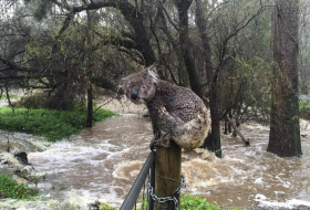 Wet koala bear becomes face of South Australian floods