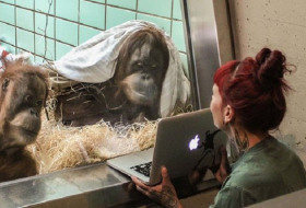 `Tinder for orangutans`: Dutch zoo to let female choose mate on a tablet 