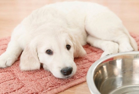 4 mistakes you`re making when feeding your pet 