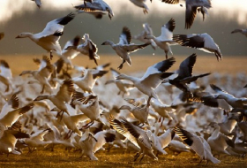 At least 3,000 geese killed by toxic water from former Montana copper mine 