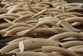 World`s nations agree elephant ivory markets must close