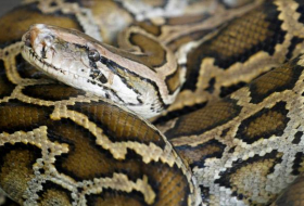 Australian pythons discovered in northern German town