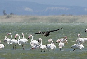 Scientists Come Across the Truly Unique: Black Flamingo 