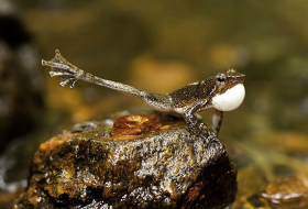 Rare dancing tadpoles discovered after a 125-year-long search - VIDEO