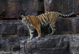 World`s oldest and most photographed Tigress `Machli` Dies at 19 in India