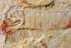 Exquisite fossils reveal oldest nervous system ever preserved