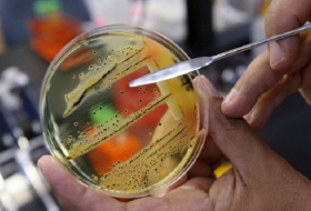 WHO names 12 bacteria that pose the greatest threat to human health