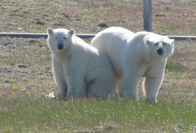 Polar bears lay siege to researchers in the Arctic Sea