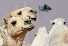 Twelve camels are disqualified from Saudi Arabian beauty contest for using BOTOX