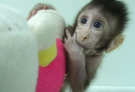 First monkey clones created in Chinese laboratory