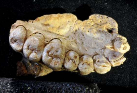 New Fossil found in Israel suggests much earlier human migration out Of Africa