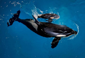 Orcas can imitate human speech, research reveals