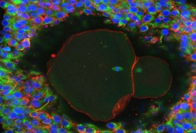 Breakthrough as human eggs developed in the lab for the first time