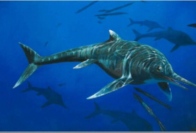 Rare 200 million-year-old ichthyosaur species discovered