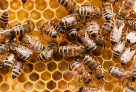   Bee gold: Why honey is an insect superfood -   iWONDER    