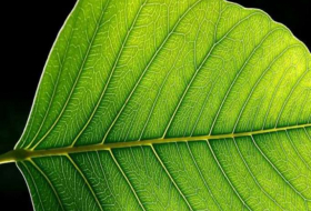 Scientists develop artificial photosynthesis to produce energy