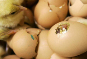 Scientists crack eggshell mystery of how chicks hatch