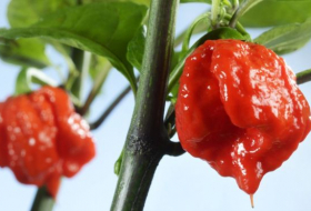 Man ends up in A&E after eating world's hottest chilli