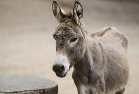 Ancient people 'rode donkeys in Middle East long before horses'