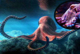 Are octopuses aliens from outer space?