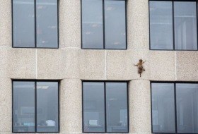 Raccoon hailed a hero after Minnesota skyscraper climb