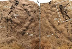 Oldest animal footprints ever discovered on our planet