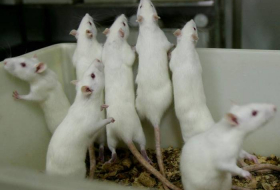 Gene therapy 'cures' rat's paralysis giving hope to spinal injury patients