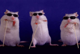 Scientists use gene therapy to restore sight in blind mice