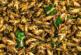 Eating crickets helps with gut health, study finds