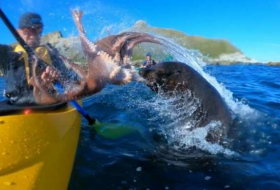 Seal slaps kayaker in the face with an octopus – NO COMMENT