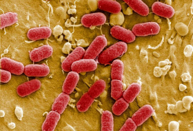 Antibiotic resistance may ‘send medical care back to the dark ages’